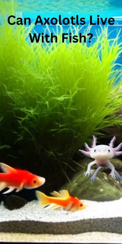 Can Axolotls Live With Fish species