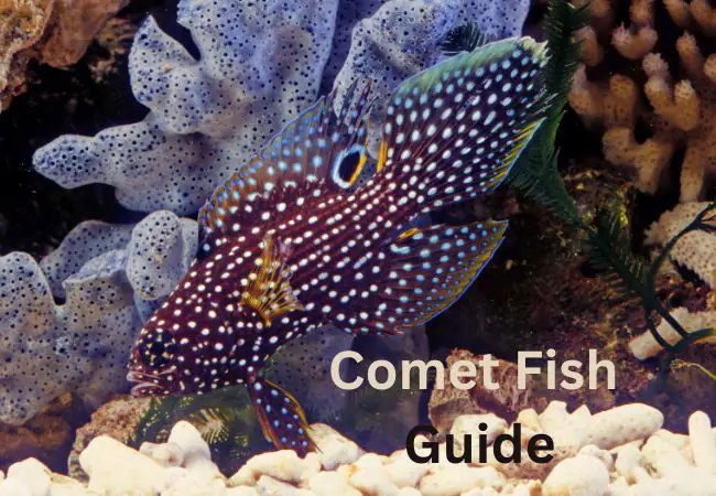 Comet Fish Guide And Care
