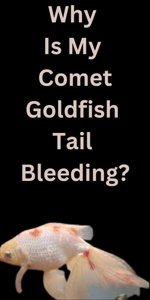 Why Is My Comet Goldfish Tail Bleeding causes and solutions