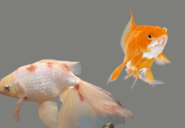 Why Is My Comet Goldfish Tail Bleeding